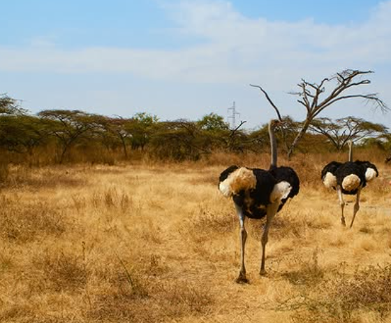 Safari Vendors