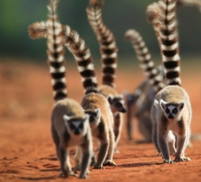 Safari Vendors