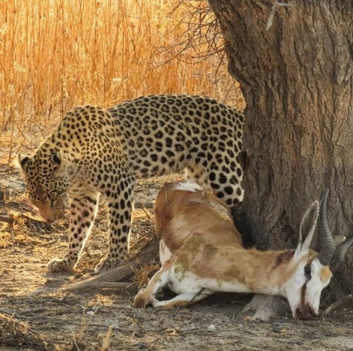 Safari Vendors