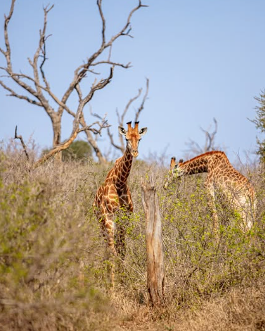 Safari Vendors