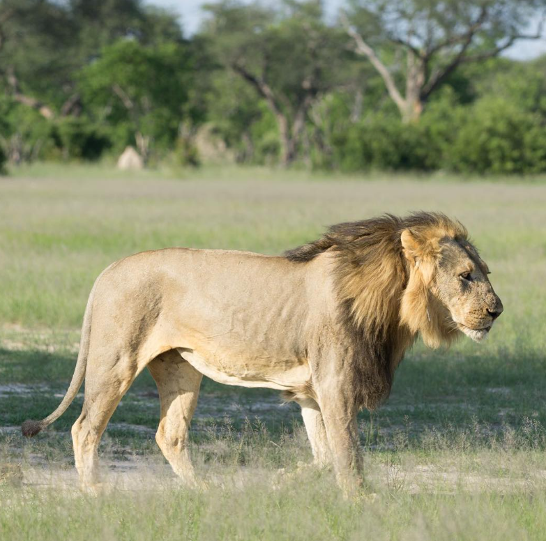 Safari Vendors