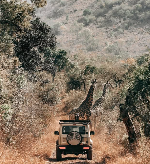 Safari Vendors