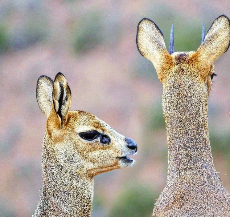 Safari Vendors