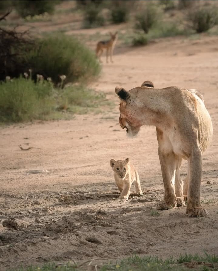 Safari Vendors