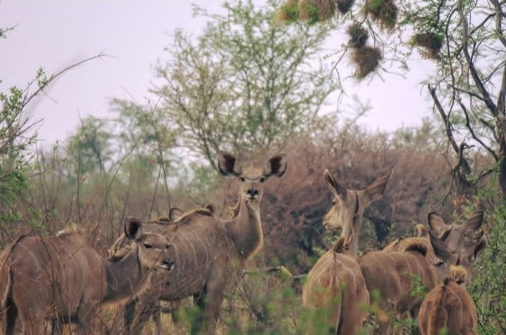 Safari Vendors