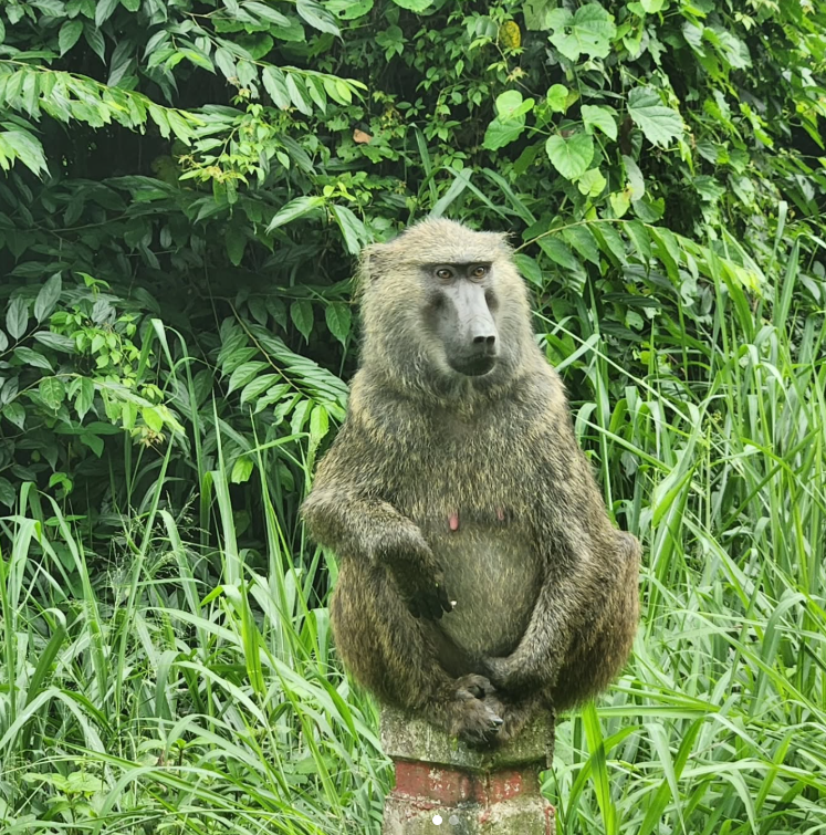 Safari Vendors