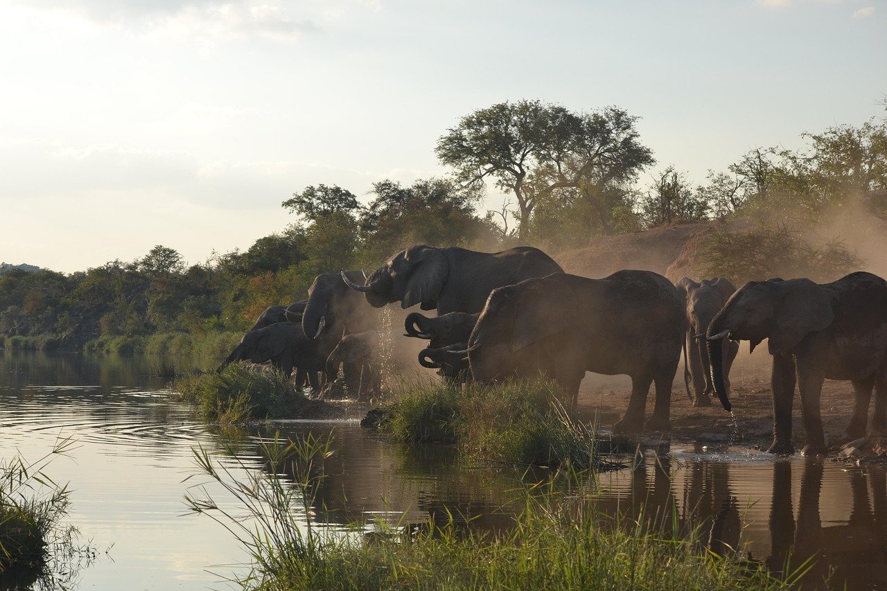 Safari Vendors