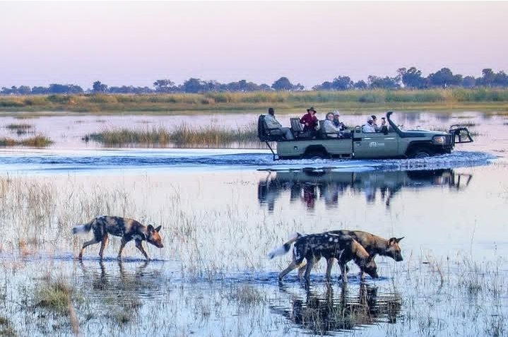 Safari Vendors