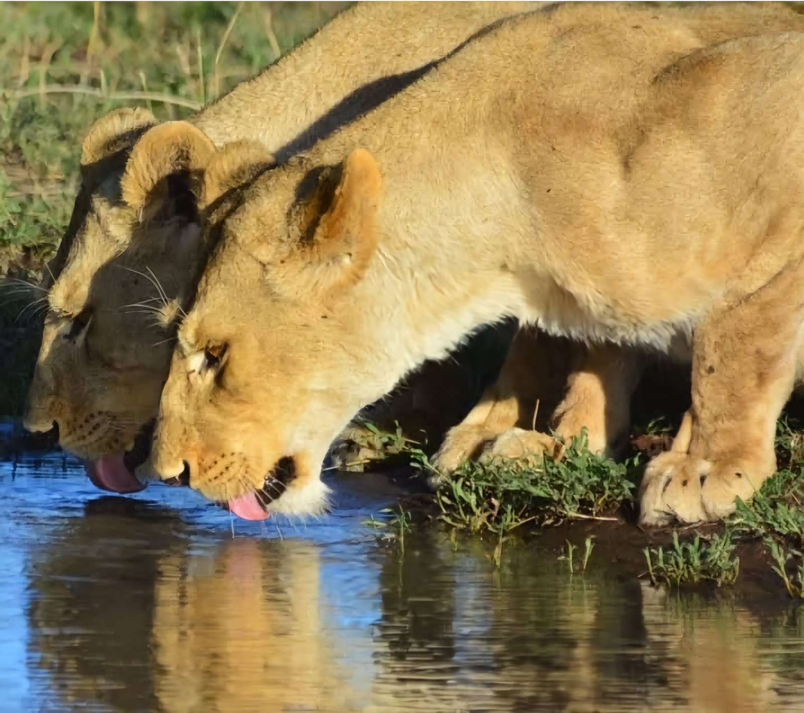 Safari Vendors