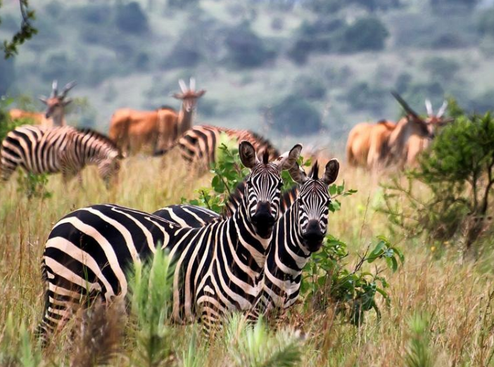 Safari Vendors