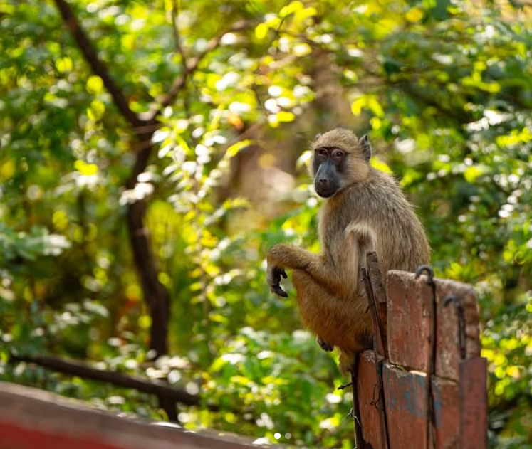 Safari Vendors