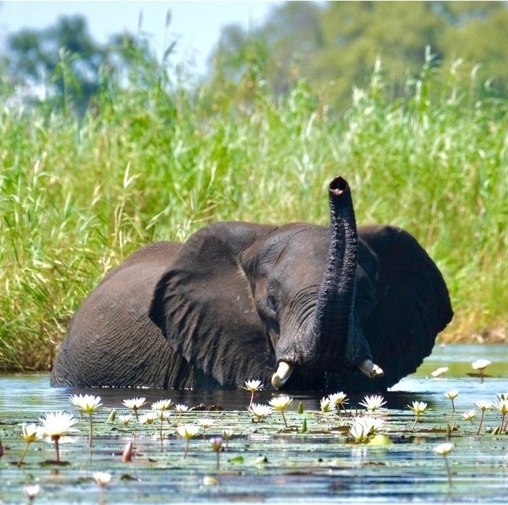 Safari Vendors