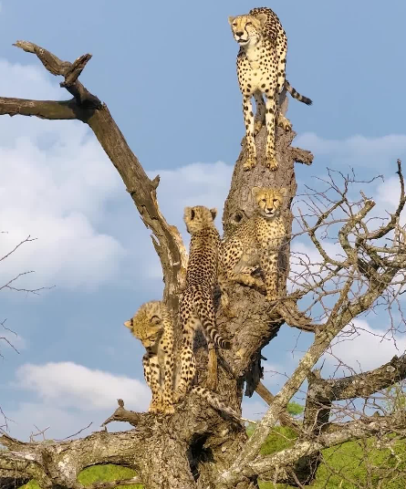 Safari Vendors