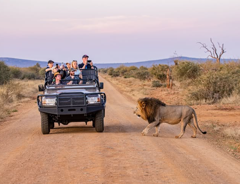 Safari Vendors