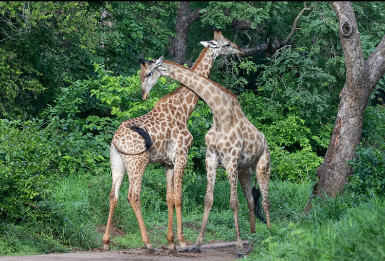 Safari Vendors