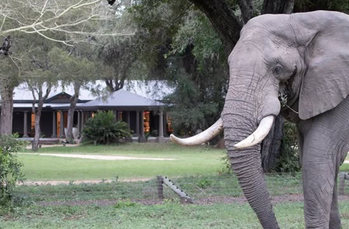 Safari Vendors