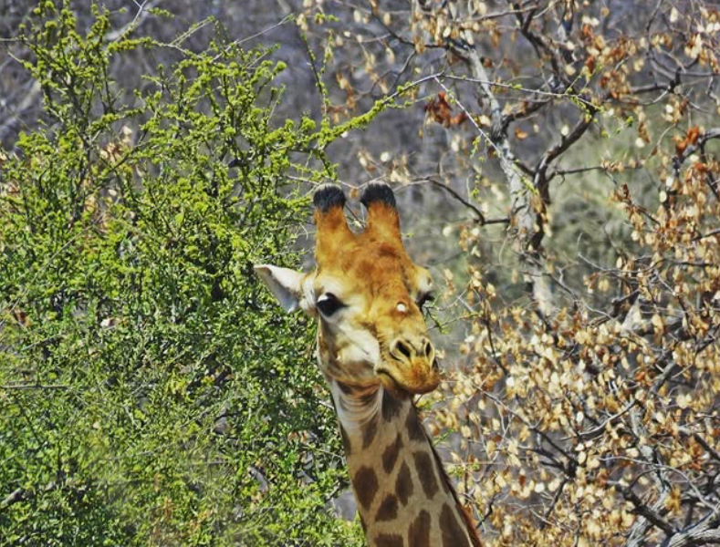 Safari Vendors