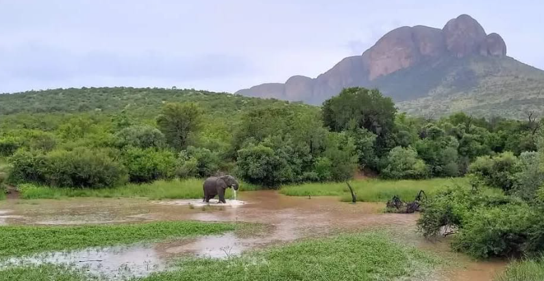 Safari Vendors