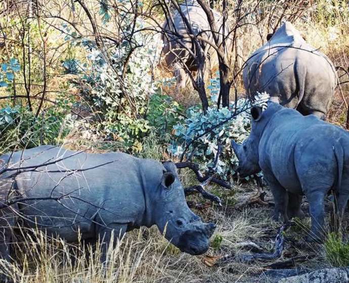 Safari Vendors