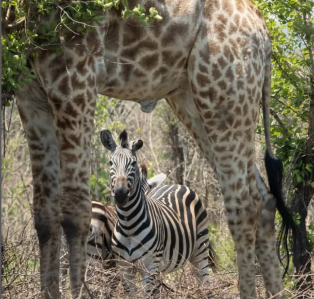 Safari Vendors