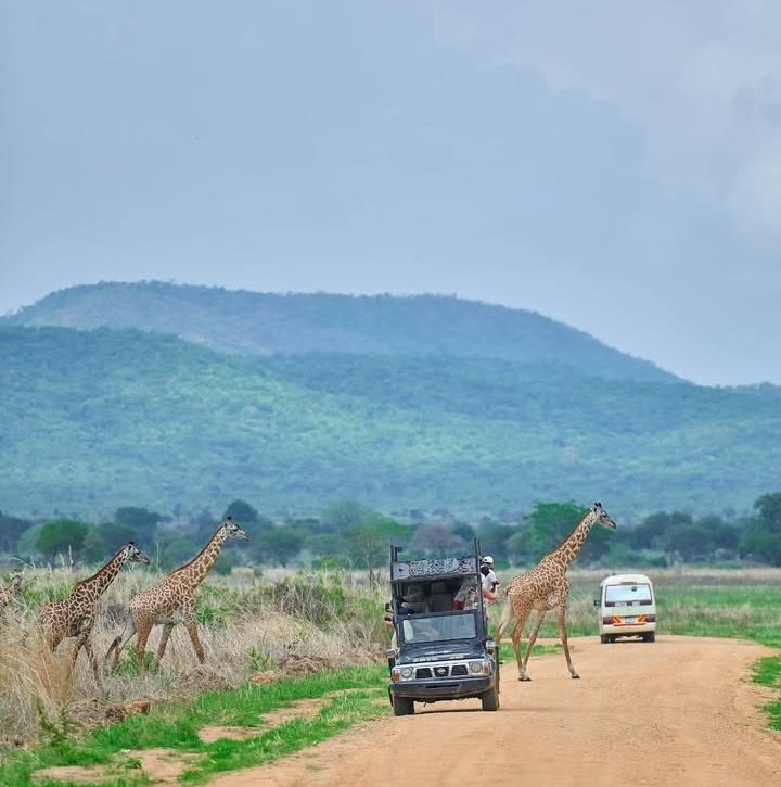 Safari Vendors