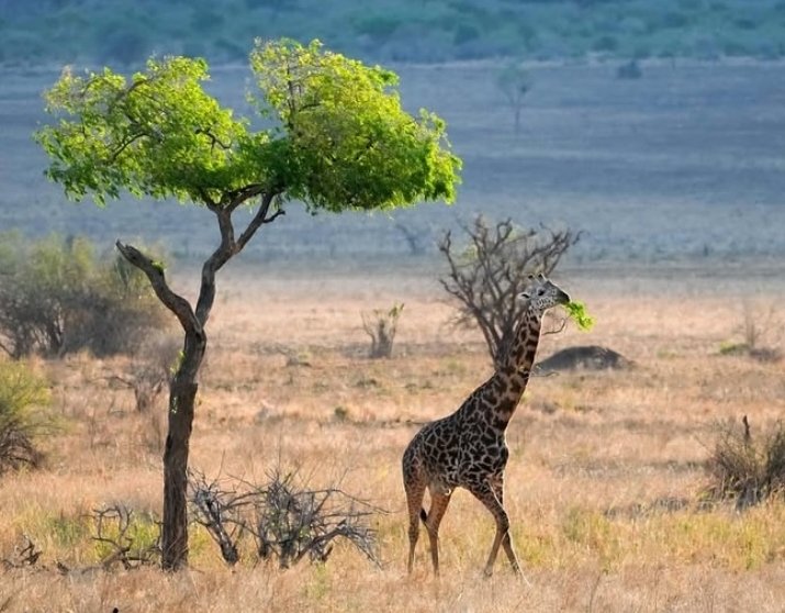 Safari Vendors