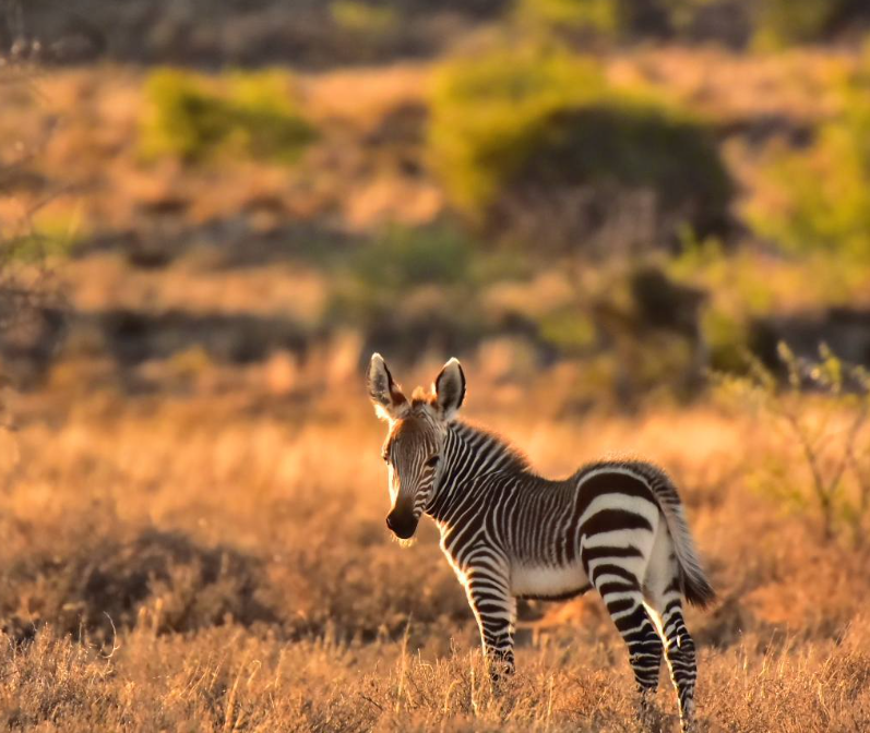 Safari Vendors