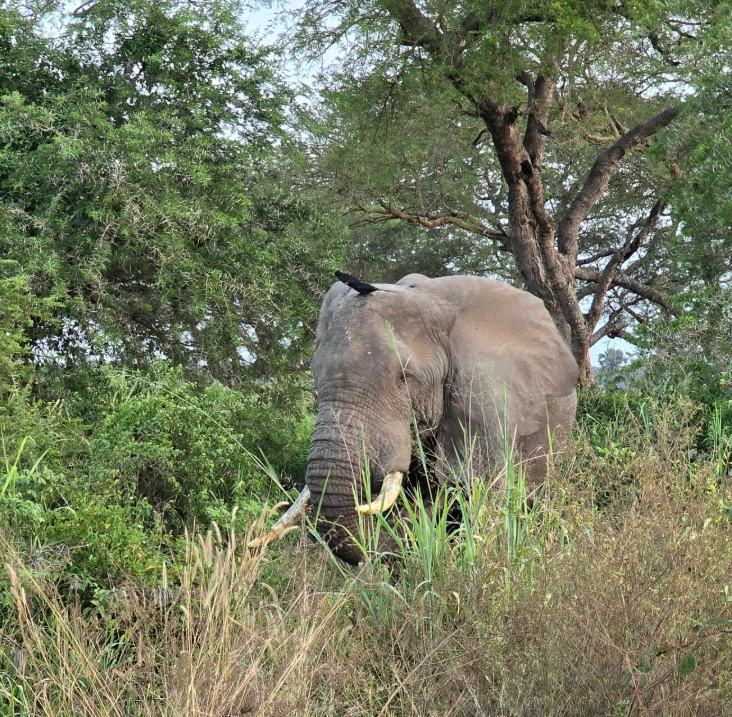 Safari Vendors