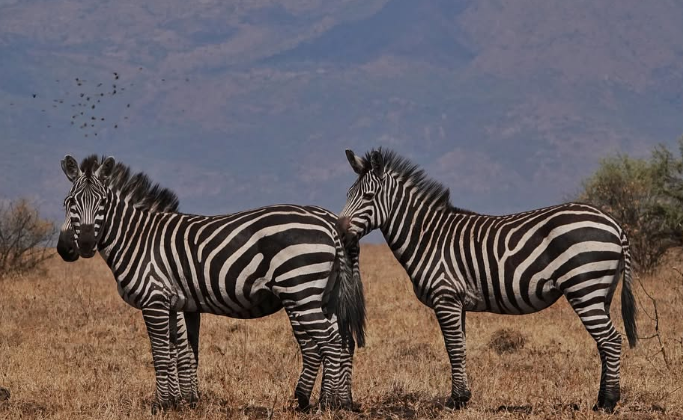 Safari Vendors