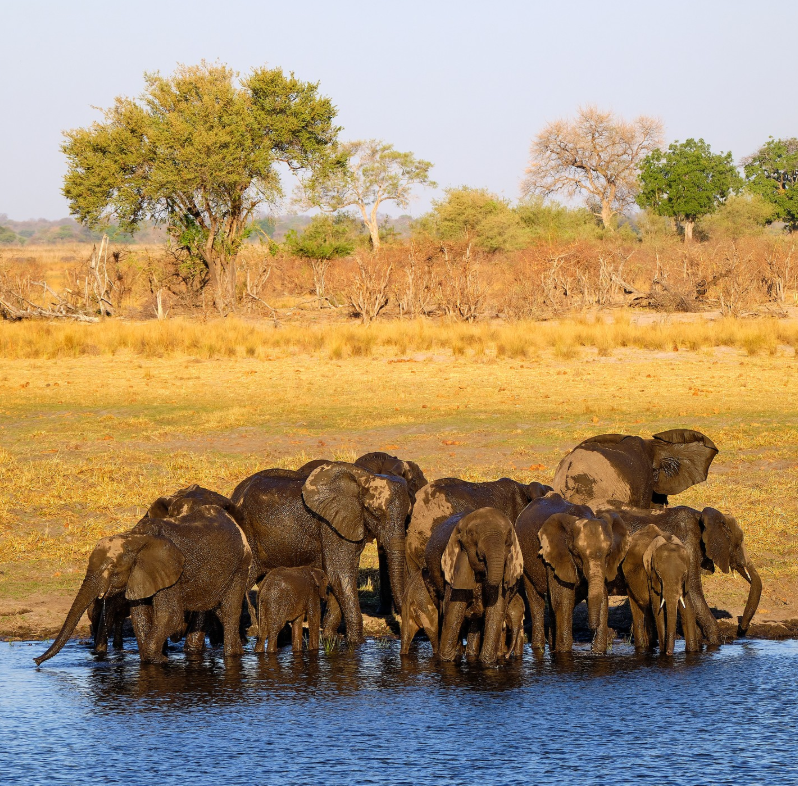 Safari Vendors