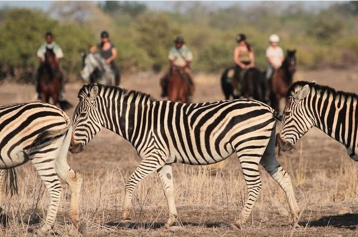 Safari Vendors