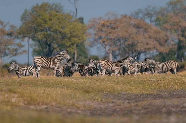 Safari Vendors