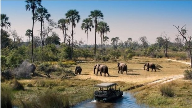 Safari Vendors