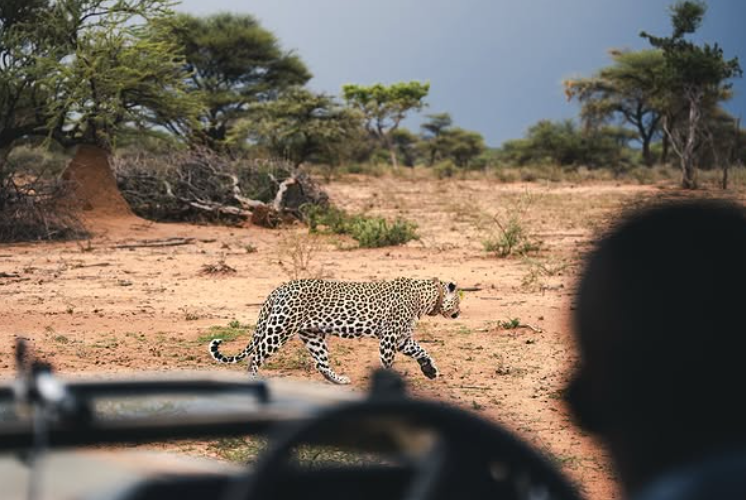 Safari Vendors