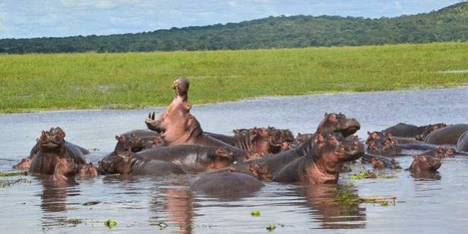 Safari Vendors