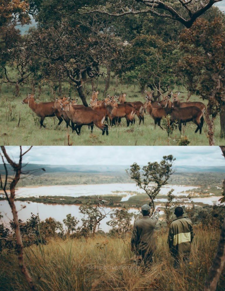 Safari Vendors