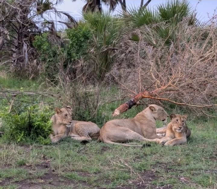 Safari Vendors