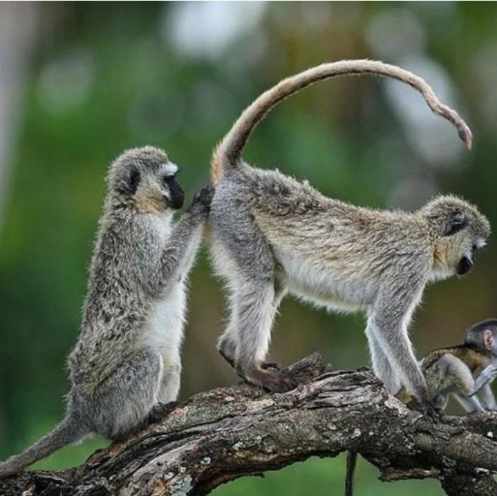 Safari Vendors