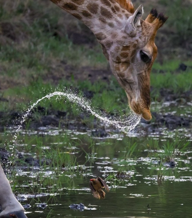 Safari Vendors