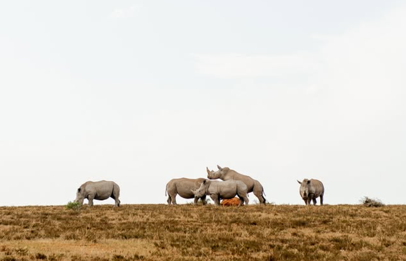 Safari Vendors