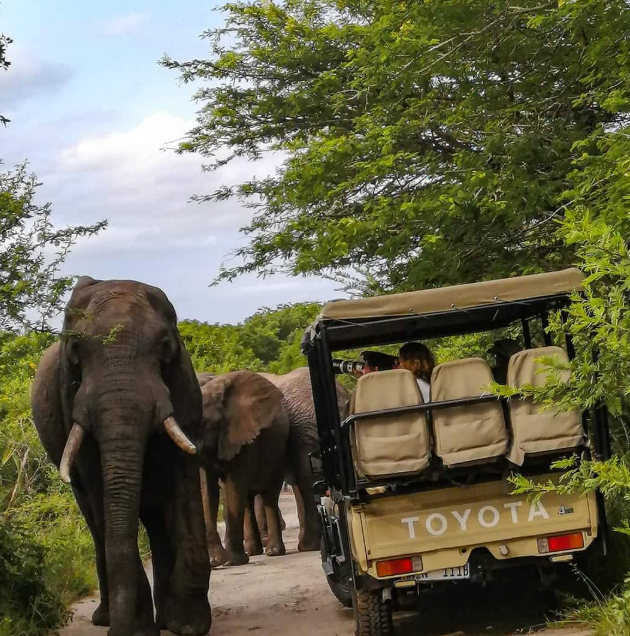 Safari Vendors