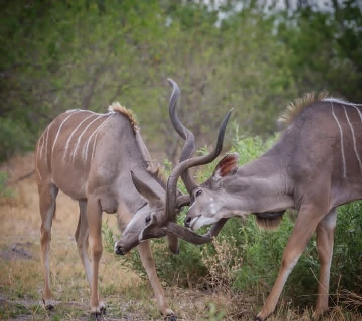 Safari Vendors