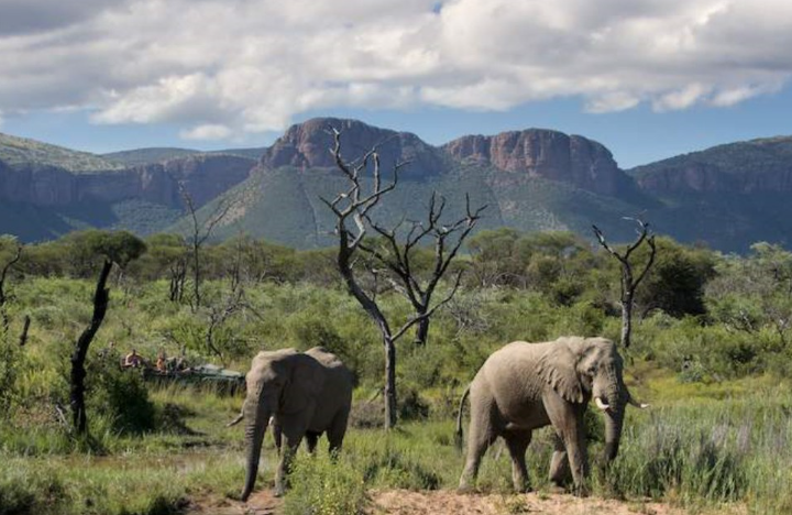 Safari Vendors