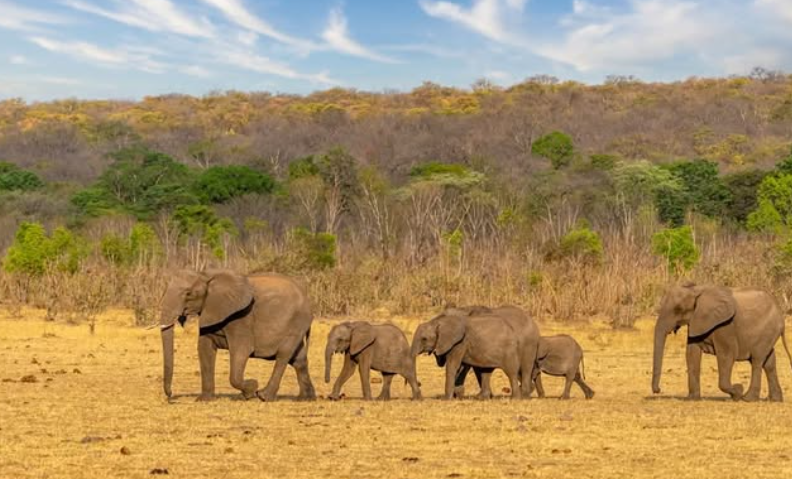 Safari Vendors