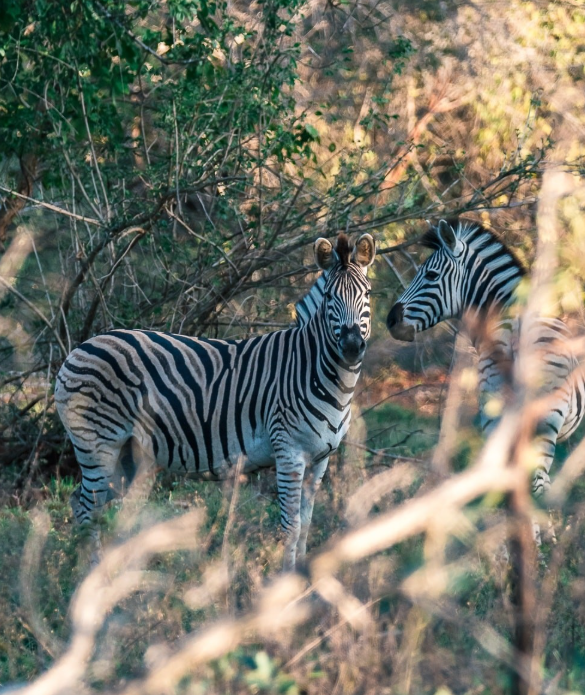 Safari Vendors