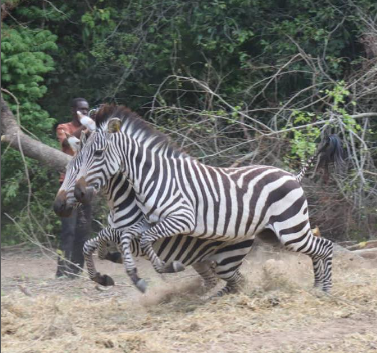 Safari Vendors