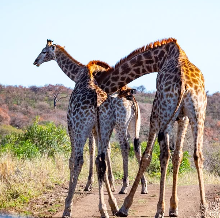 Safari Vendors