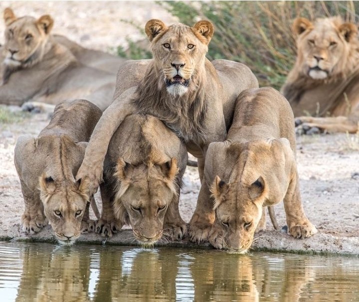 Safari Vendors