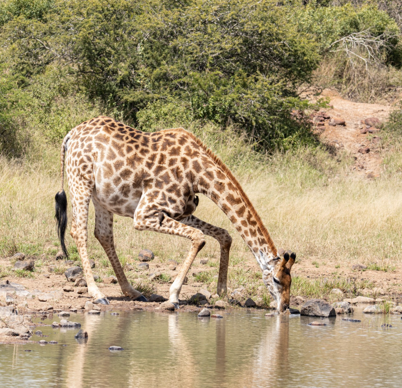 Safari Vendors