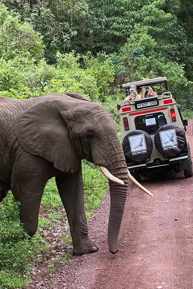 Lappet faced safaris  Cover Image